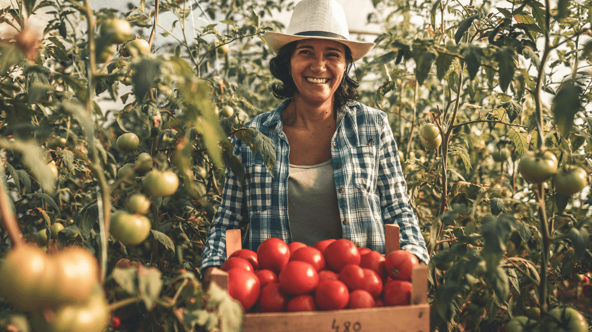 Produtora com tomates